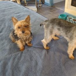 Yorkshire Terriers from Angie's Yorkies