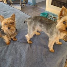 Yorkshire Terriers from Angie's Yorkies