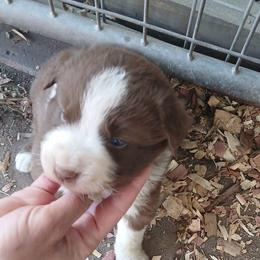 Orange Collar - Red tri-color male Australian Shepherd puppy in Selma, North Carolina from Eon's Aussies