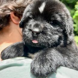Newfoundland Puppies from Black Lions Newfoundlands
