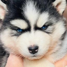 Girl 2 - Agouti and white female Siberian Husky puppy in Monroe, Georgia from Beastly Beauties Huskies & Pomskies