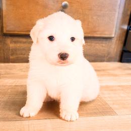 AKC Girl 2 - White female Great Pyrenees puppy in Elfrida, Arizona from Outlaw Acres Farm & Kennels