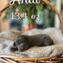 Andi - Charcoal female Dilute Retriever puppy in Puyallup, Washington from 12 Door Farm Labradors