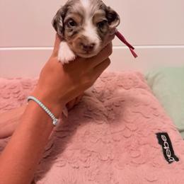 Pink Mallow - Dapple female Dachshund puppy in Stockton, California from Dairy Creek Dachshunds
