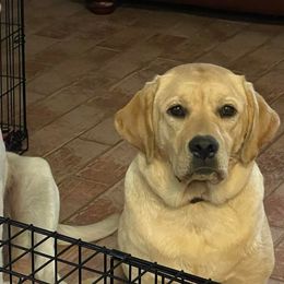 Marlo - Labrador Retriever