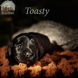 Blue Collar - Black male Australian Labradoodle puppy in Cashmere, Washington from Mountain Home Doodles