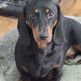 Daniel - Dachshund