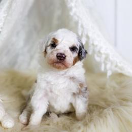 Glacier - Blue merle female Aussiedoodle puppy in Omro, Wisconsin from Crystal Ridge Doodles