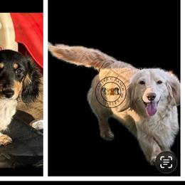 Dachshund puppies from Rafter C Ranch Doxies