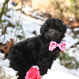 Cavapoo, Cockapoo, and Poodle Puppies from Heavenly Puppies to Love