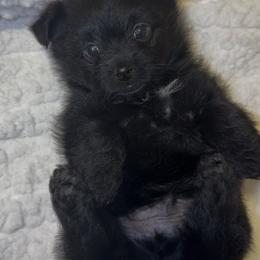 Yorkshire Terrier Puppies from Buddy’s yorkies