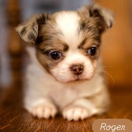 Roger - Merle male Chihuahua puppy in Tucson, Arizona from Arizona Adventure Chihuahuas