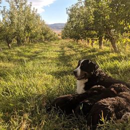 Bernese Mountain Dog Puppies from Grand Mesa Mountain Dogs
