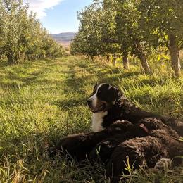 Bernese Mountain Dog Puppies from Grand Mesa Mountain Dogs