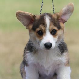 Ferrari - Black and tan male Pembroke Welsh Corgi puppy in West, Texas from Rustic Spur Kennel