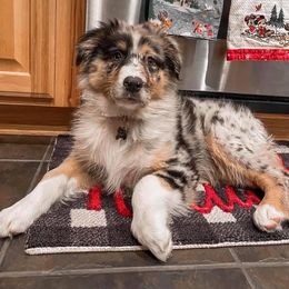 Australian Shepherd Puppies from Janovsky Australian Shepherds