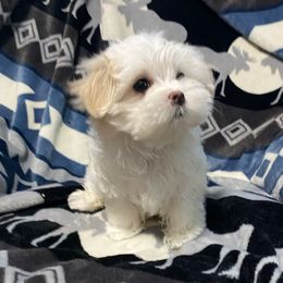 Baby girl - White female Maltese puppy in Billingsley, Alabama from Euphoria Maltese