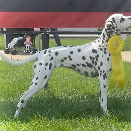 Tully - Dalmatian