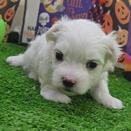 Eli - White male Maltese puppy in Aurora, Missouri from KnJ Precious Paws LLC