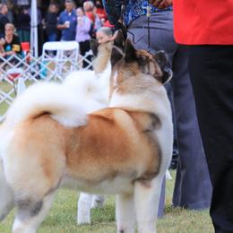 Esther - Akita