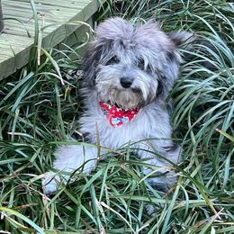 Aussiedoodle and Goldendoodle Puppies from Saddle Hill Farms