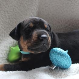 Doberman Pinschers from Dobies of WV
