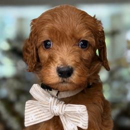 Pearl - Apricot female Goldendoodle puppy in Yuciapa, California from AlltheDoodlez_
