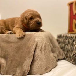 Goldendoodle Puppies from Knox Family Goldens & Doodles