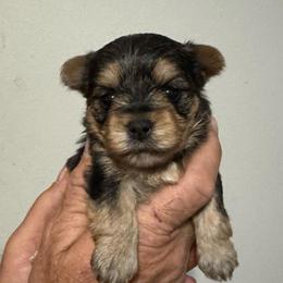 Runt 1 - Blue and gold male Yorkshire Terrier puppy in Milton, Florida from Sassenach Yorkie Kennels