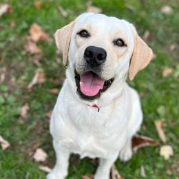 Izzy - Labrador Retriever