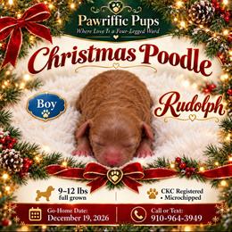 Rudolph - Red  male Poodle puppy in Spring Lake, North Carolina from Pawriffic Pups