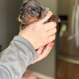 Dachshund Puppies from Rea's Puppies