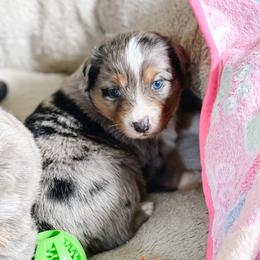 Australian Shepherd Puppies from Ember Aussies NJ/NY/PA