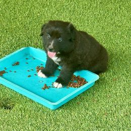Black female - Black & white female Miniature Australian Shepherd puppy in Lemon Cove, California from Magic Ranch Mini Aussies