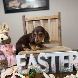 Briella - Chocolate and tan female Dachshund puppy in Dawson, Alabama from Bells Dashing Dachshunds