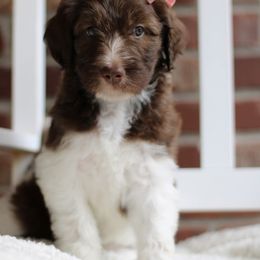 Labradoodle Puppies from Mountain Range Doodles