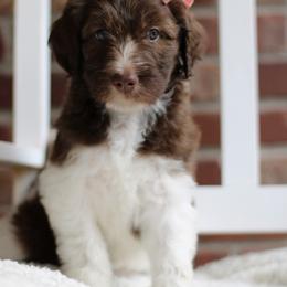 Labradoodle Puppies from Mountain Range Doodles