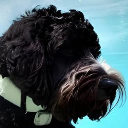 Portuguese Water Dogs from Atlantis Puppies