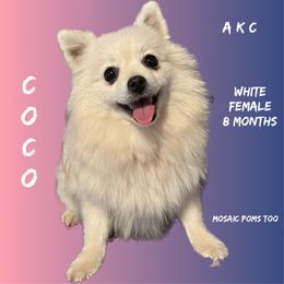 Coco - Pomeranian puppy in Orange, Texas from Mosaic Poms Too