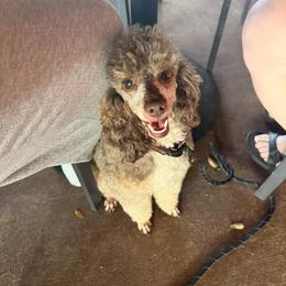 Opal - Phantom female Poodle puppy in Rock Island, Oklahoma from Virelle Poodles