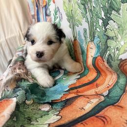 Jewel (with tail) - Blue merle female Miniature American Shepherd puppy in Olympia, Washington from Shamayim Shepherds