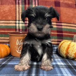 Charlie - Black and silver male Miniature Schnauzer puppy in Hedgesville, West Virginia from Clay Hill Kennels