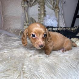 Cullen - Red male Dachshund puppy in Washburn, Tennessee from Clinch Mountain Dachshunds