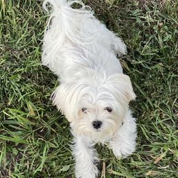 Toby - Maltese