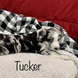 Australian Shepherd puppies from Sullivan Australian Shepherds