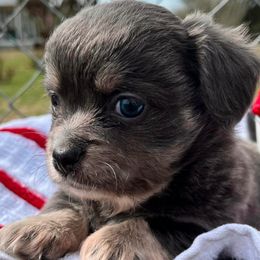 Chihuahuas from High Cotton Chihuahuas