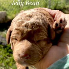 Girl 2 - Labradoodle puppy in Weber County, Utah from Old Macs Doodles