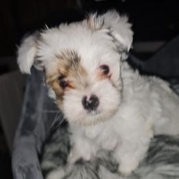 Comet - Parti male Yorkshire Terrier puppy in Atlanta, Georgia from Royal Beauties Yorkies of Atlanta
