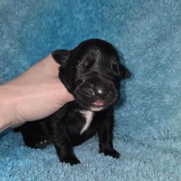 Xaden - Black male Cane Corso puppy in Mason City, Illinois from Red Wood Cane Corso