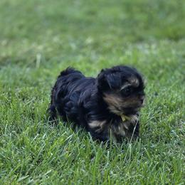 Girl 2 - female Yorkshire Terrier puppy in Lakeport, California from YORKIE BY THE LAKE
